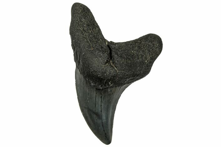 Rare, Fossil Shark (Parotodus) Tooth - South Carolina #313558